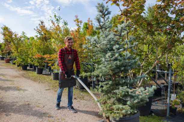 How Our Tree Care Process Works  in Briarcliff Manor, NY